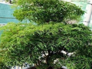 Nhà đẹp - Muốn gia đạo yên ấm, tiền tài không thất thoát, đặt ngay cây đinh lăng ở vị trí này