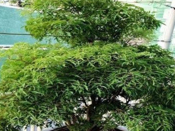 Muốn gia đạo yên ấm, tiền tài không thất thoát, đặt ngay cây đinh lăng ở vị trí này