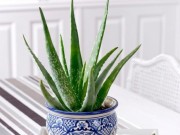 Nhà đẹp - 5 loại cây cảnh giúp khử mùi hôi, nhà ở luôn dễ chịu và thoáng mát