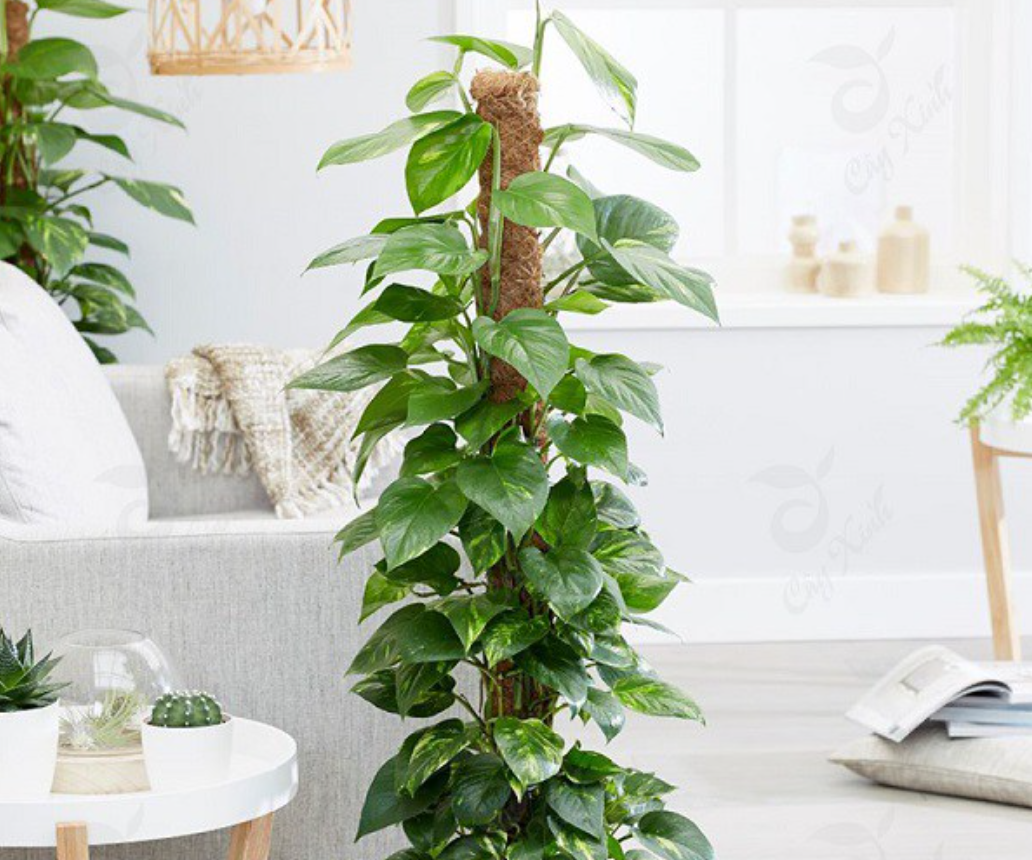 Cây trầu bà leo xanh mướt không chỉ là lá phổi xanh lọc sạch khí độc mà còn tượng trưng cho sự phát triển bền vững và vượng khí dồi dào.