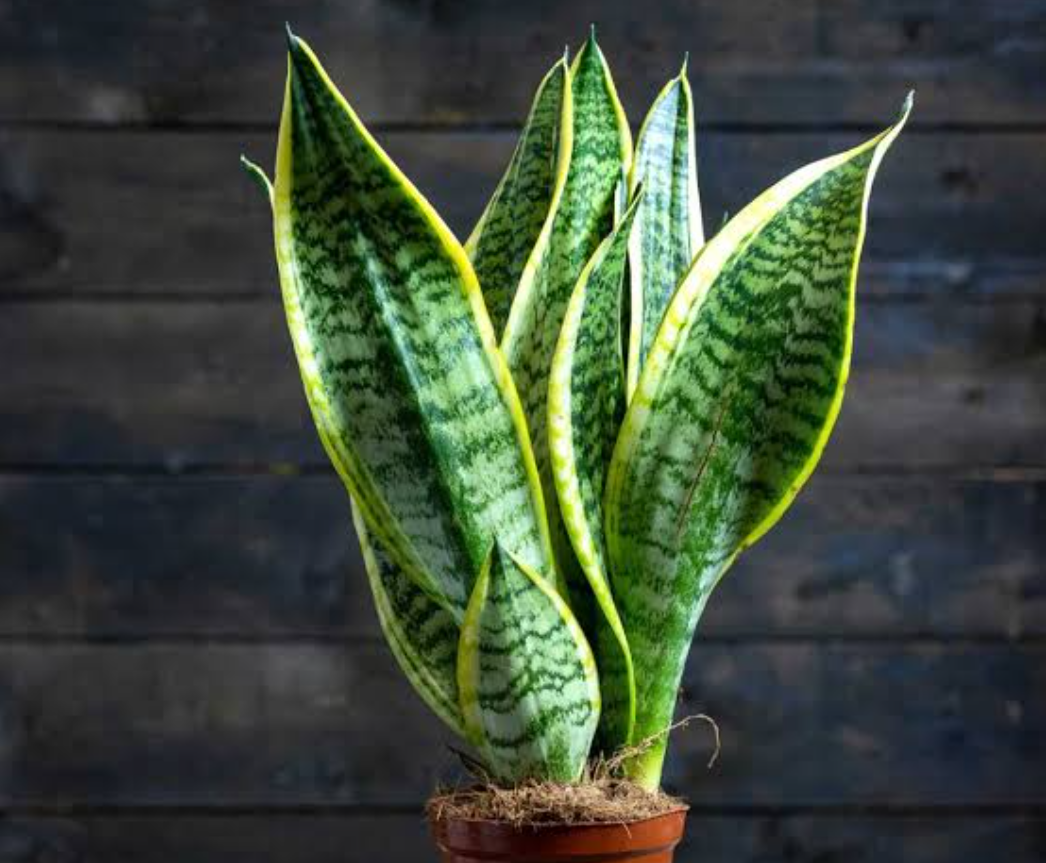 Cây lưỡi hổ với những chiếc lá vươn thẳng cứng cáp - vệ sĩ thầm lặng thải oxy về đêm, xua đuổi tà khí và mang lại bình an cho giấc ngủ.