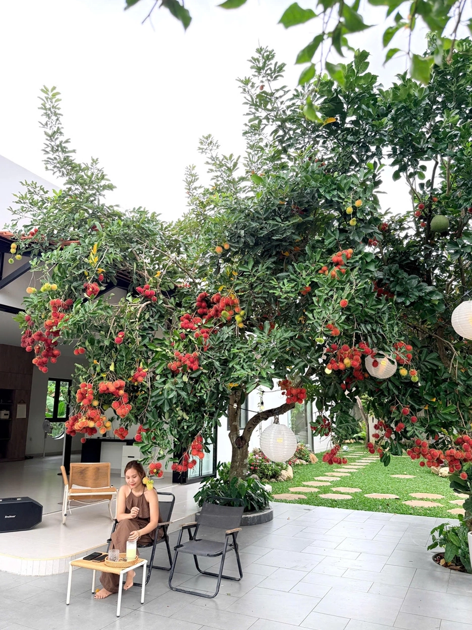 Tán chôm chôm thành nơi gia đình ngồi nghỉ mỗi khi cây vào mùa trái.