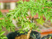 Nhà đẹp - Trồng ngay loại cây dễ sống được ví như "thần giữ của" để bảo vệ sức khỏe và vượng khí