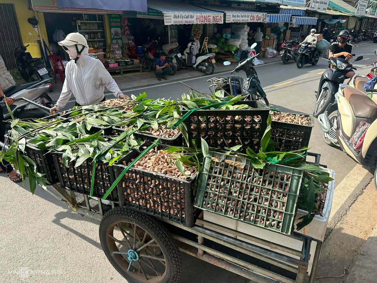 Hái amp;#34;lộc trờiamp;#34; dưới rừng tràm - 9