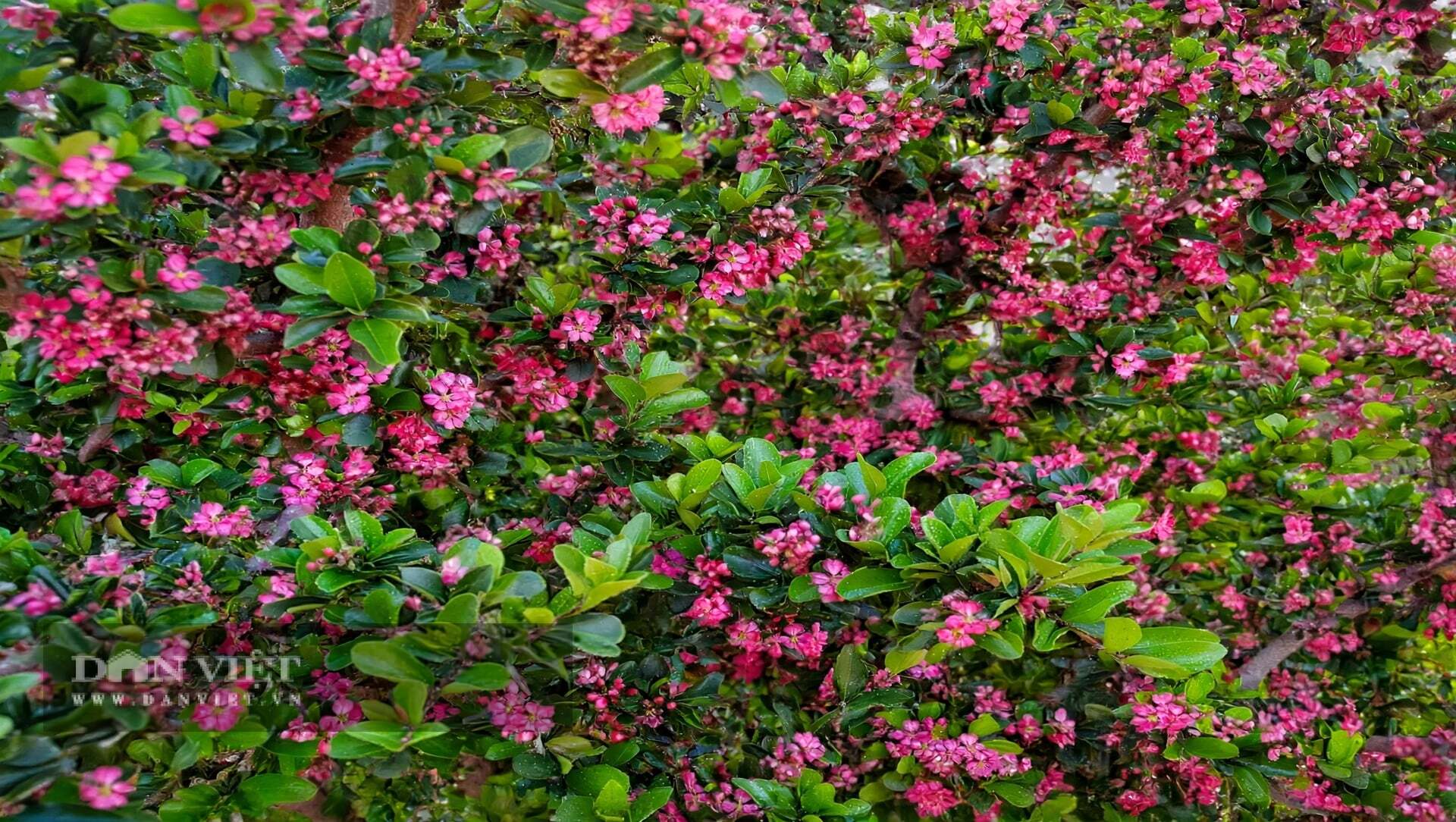 Hoa nhỏ hồng phấn