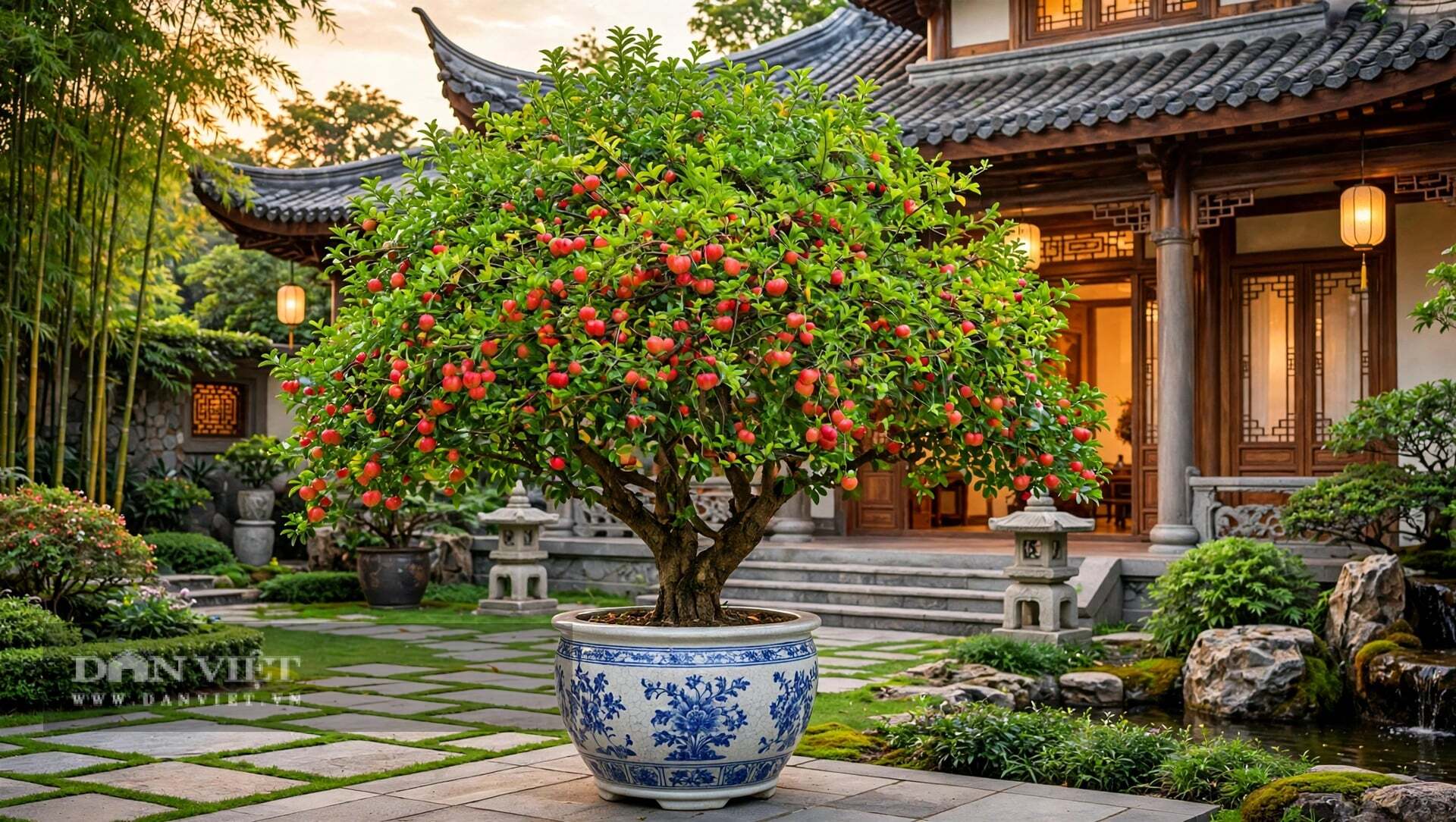 Nhìn cây cảnh sơ ri ra quả, ta học được bài học của sự sống