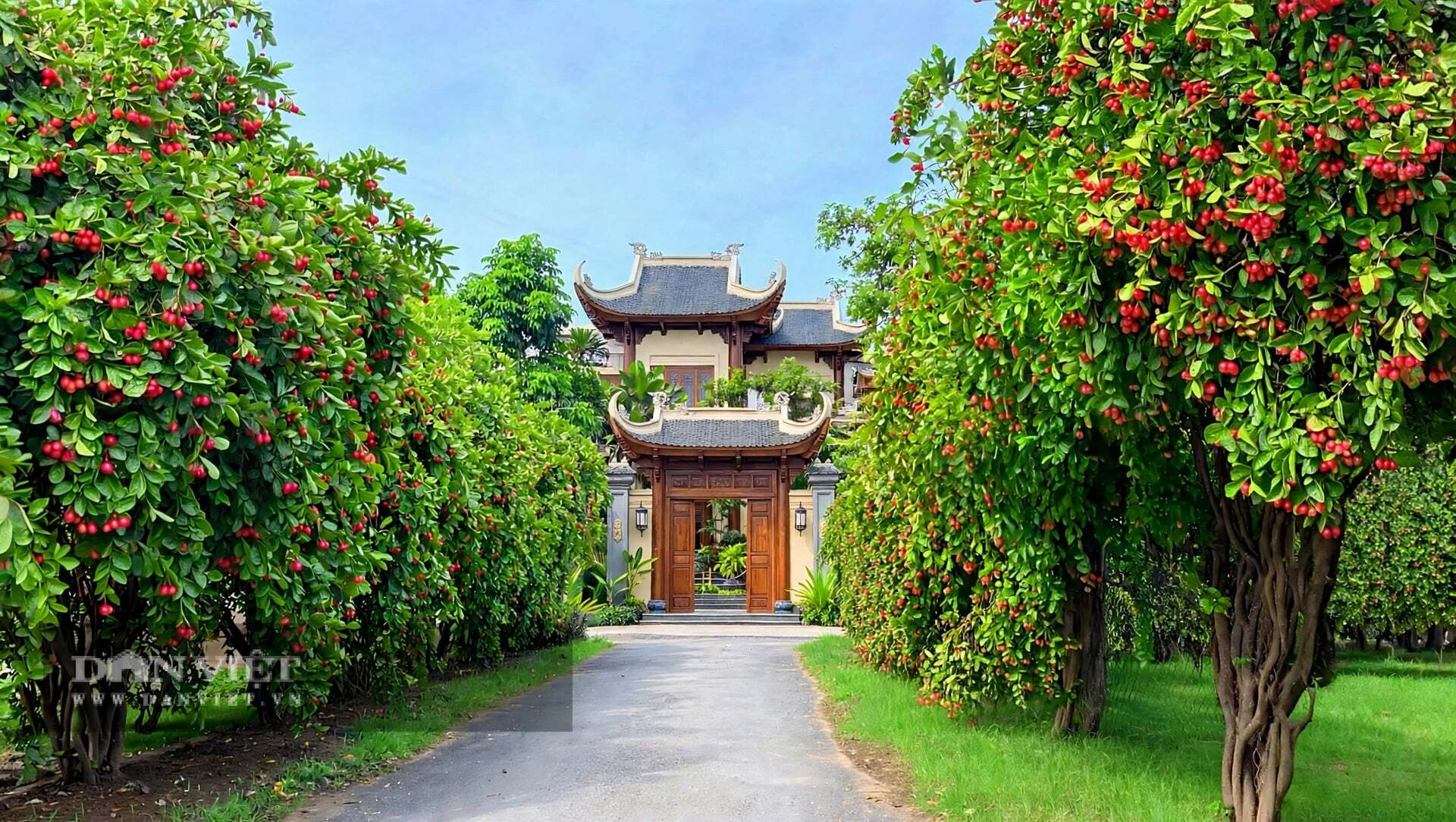 Trồng cây cảnh, ta học cách chờ đợi một nụ hoa hé nở.