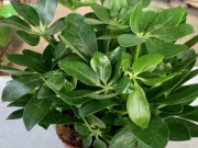 Nhà đẹp - Loài cây vừa dưỡng thận, chữa đau khớp, giúp gia đình tăng sinh khí, rất hợp với 2 mệnh này