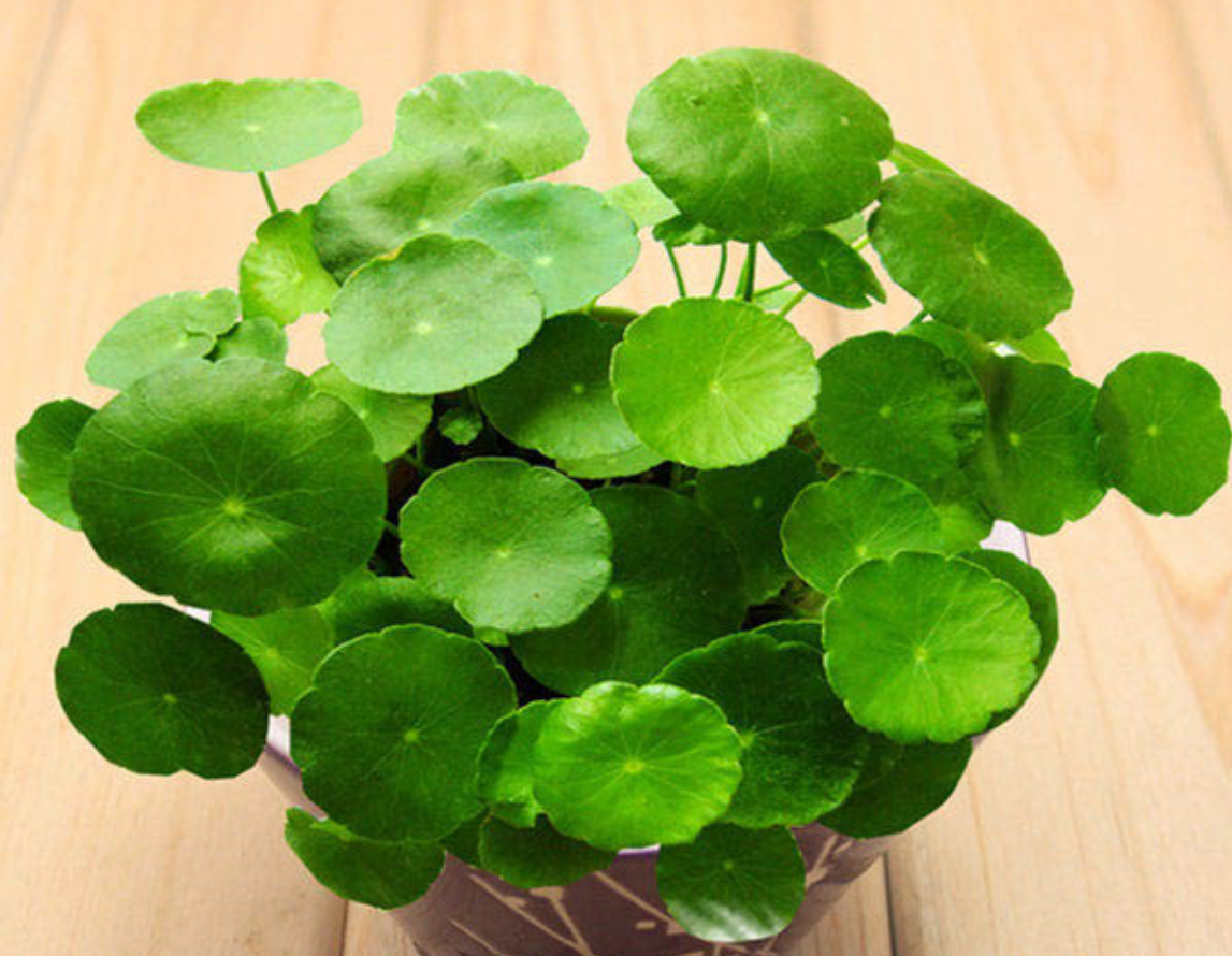 Cây đồng tiền với lá tròn xanh mướt như đồng xu, biểu tượng của tài lộc dồi dào, thường được đặt trên bàn làm việc để tạo cảm giác vui tươi, tích cực.
