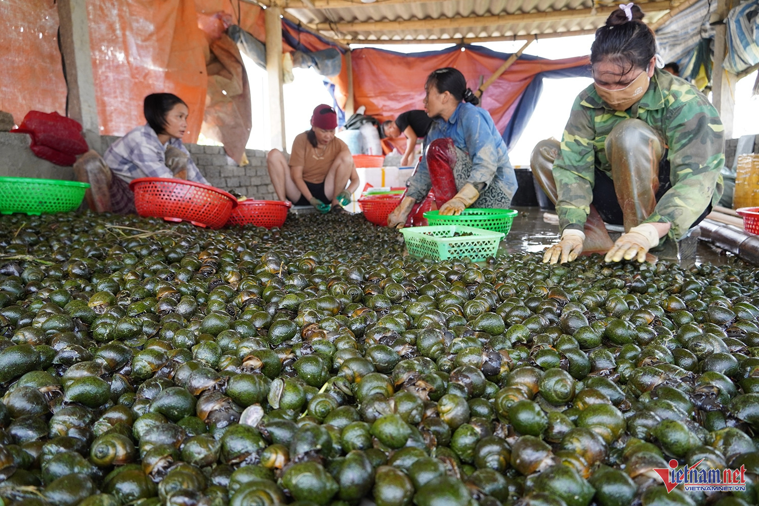 Người dân phân loại ốc bươu đen để nhập cho thương lái. Ảnh: T.T