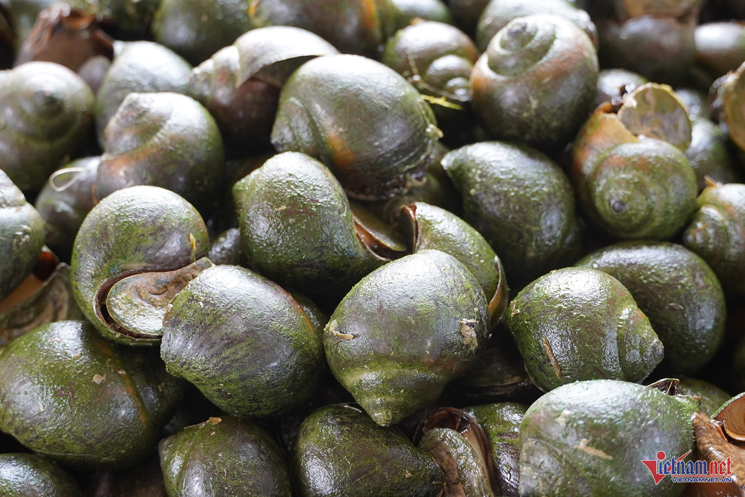Ốc bươu đen thương phẩm có thời điểm lên đến 100.000 đồng/kg. Ảnh: T.T