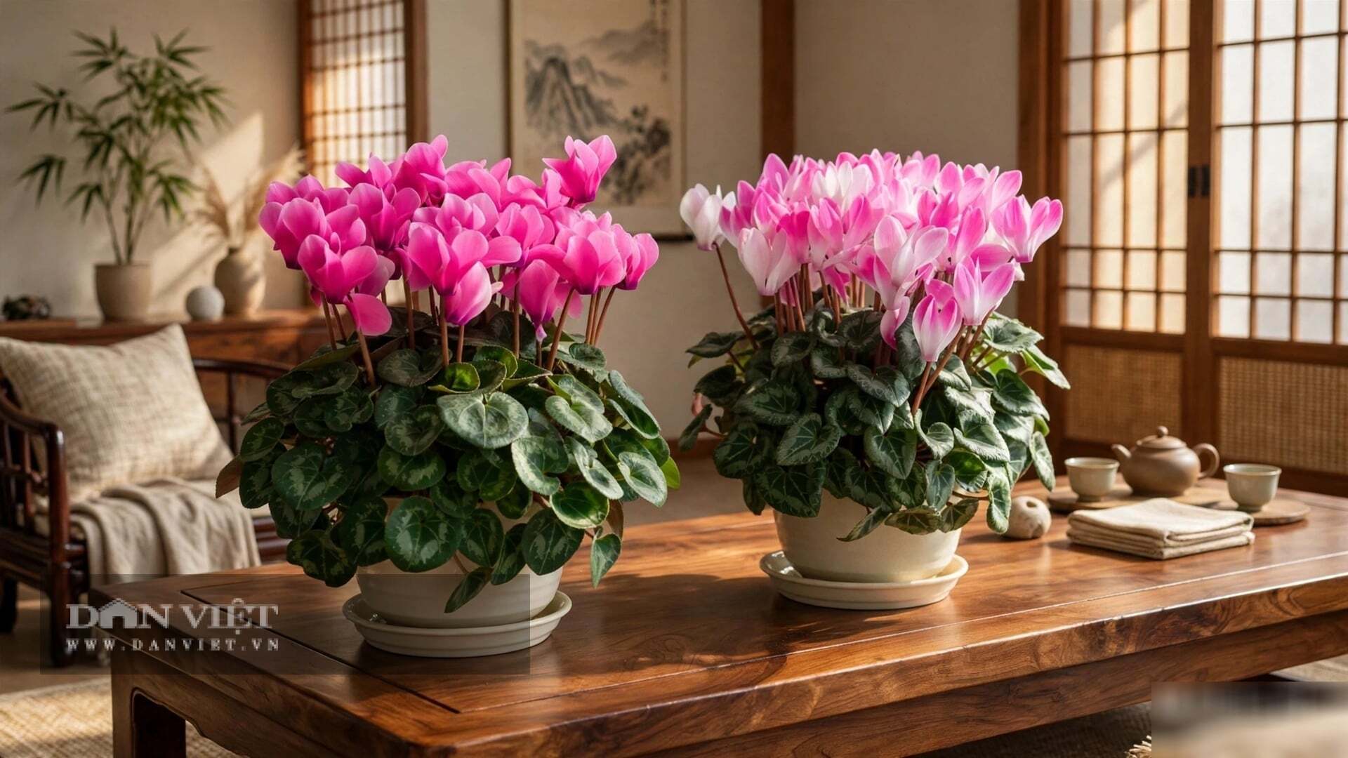 Cây cảnh anh thảo nở rộ nhất vào mùa thu và mùa đông