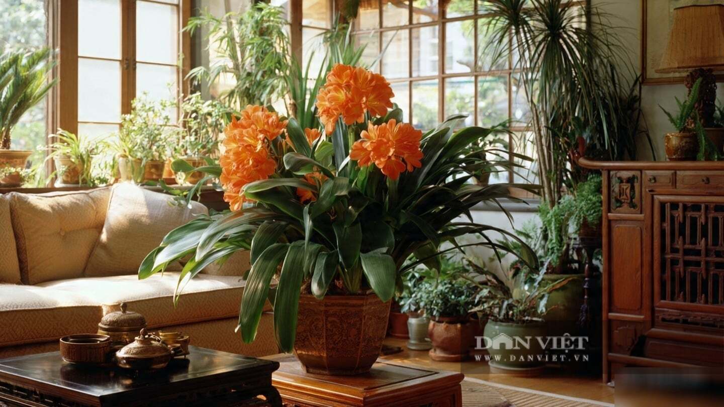Cây cảnh lan quân tử mang một vẻ thanh lịch