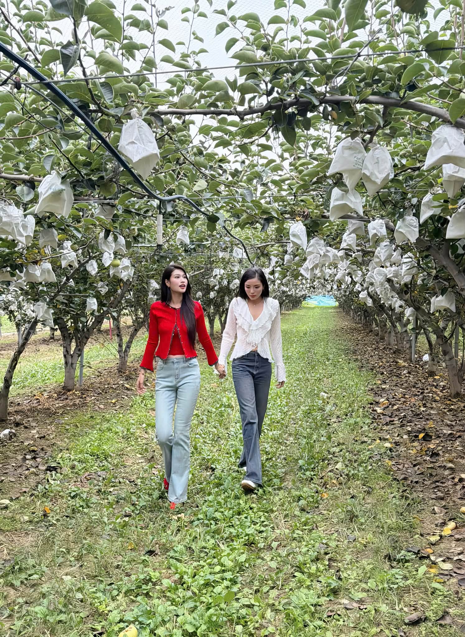 Hai nàng hậu thoải mái nắm tay nhau, cùng dạo bước trong vườn lê xanh mướt, trái nặng trĩu cành. 