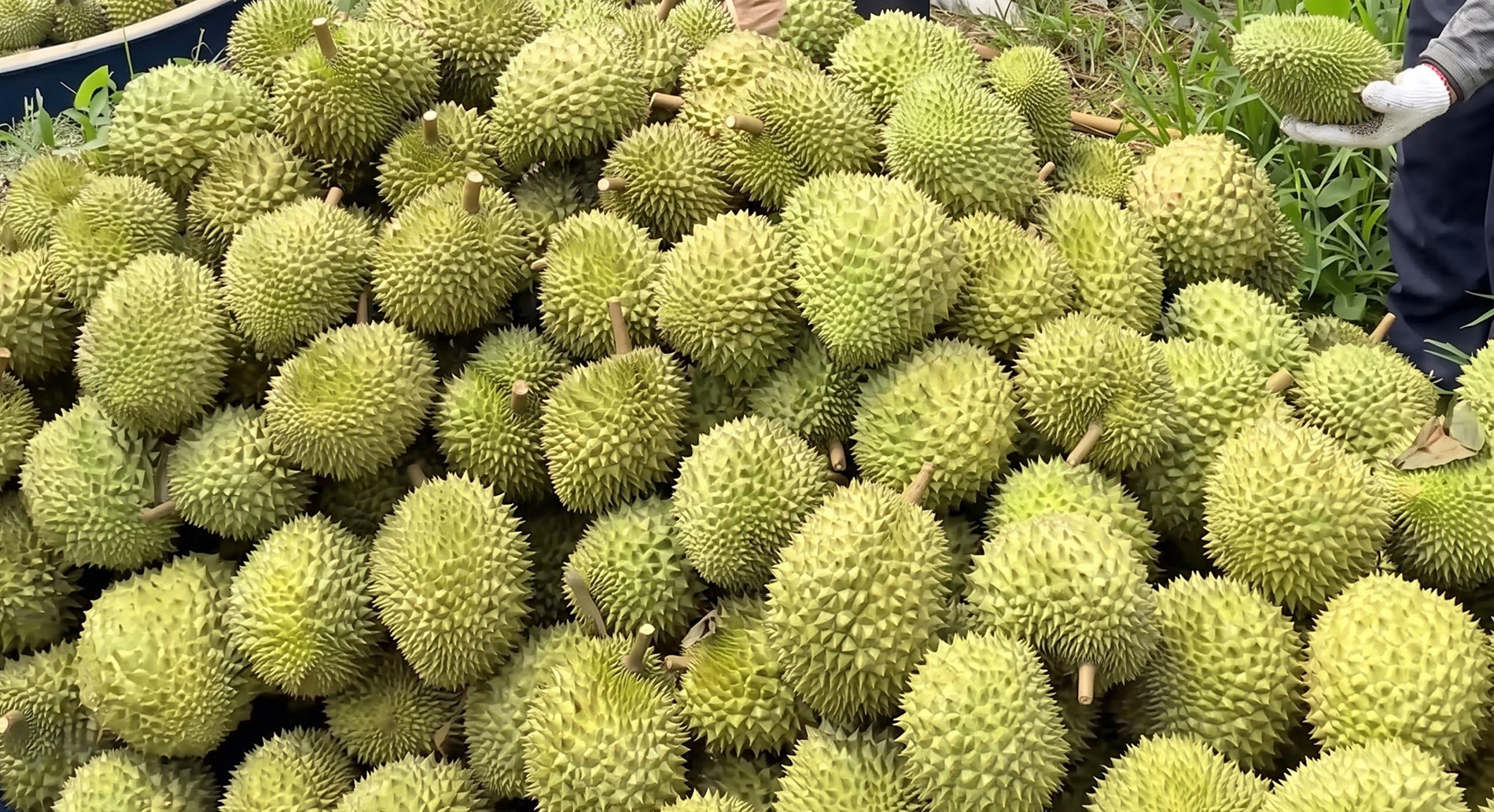 Vụ vừa qua, vườn sầu riêng của ông Chiến cho thu hoạch 52 tấn trái, doanh thu hơn 2 tỷ đồng. Ảnh: NVCC