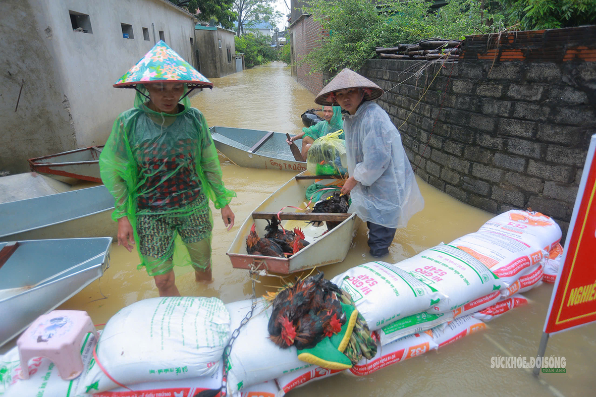 Dùng thuyền đưa gia cầm và đồ đạc ra khỏi khu vực ngập sâu. Ảnh: T.Anh