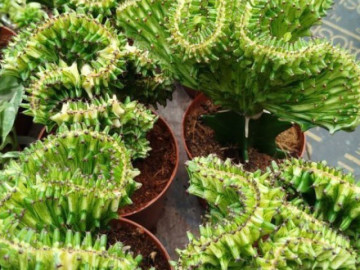 Nhà đẹp - Trồng loại cây sang xịn này trước cửa nhà vừa giúp xua tà, 'chống trộm', được giới nhà giàu săn lùng