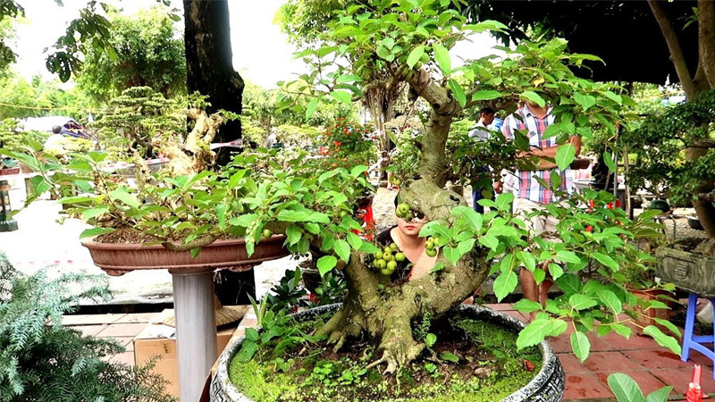 Cây sung được nhiều gia đình lựa chọn để trồng nhờ ý nghĩa phong thủy tốt đẹp.