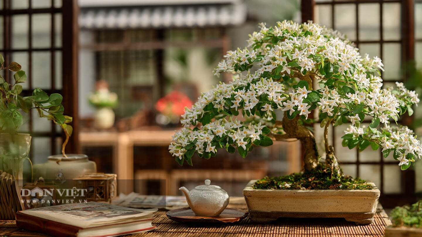 Hương chỉ như một làn sương cam quýt