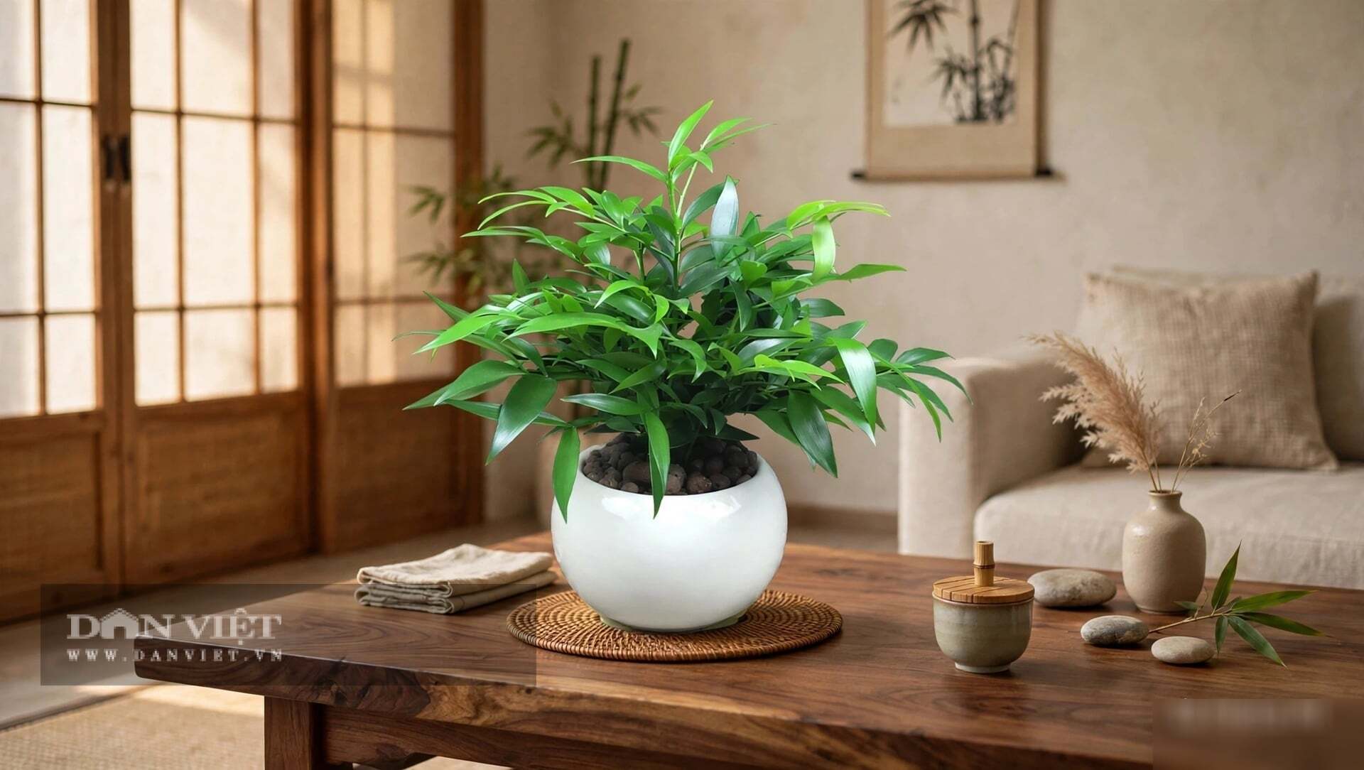 Cây cảnh kim giao là cây của chính trực và bình an