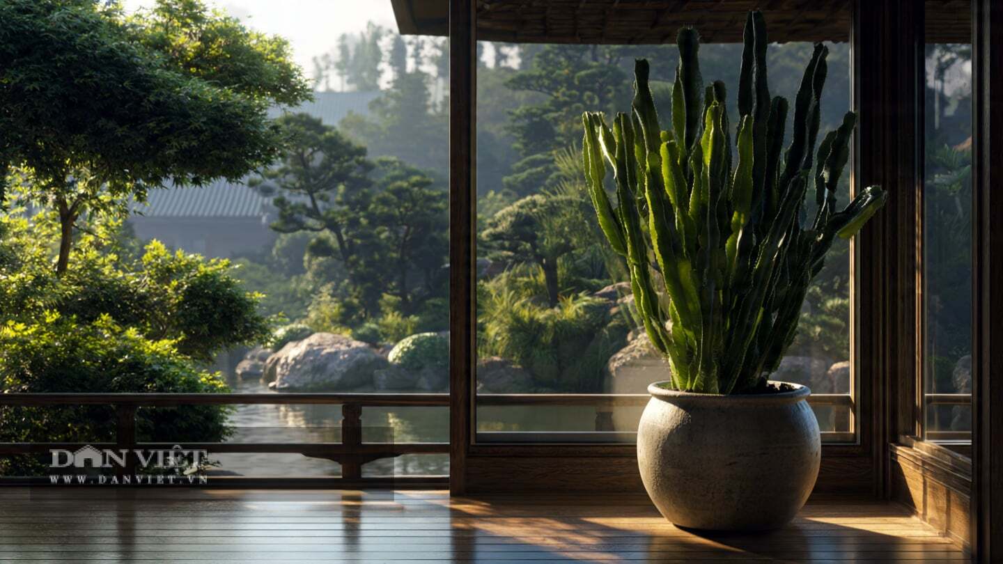 Toàn thân cây cảnh là bể chứa nước