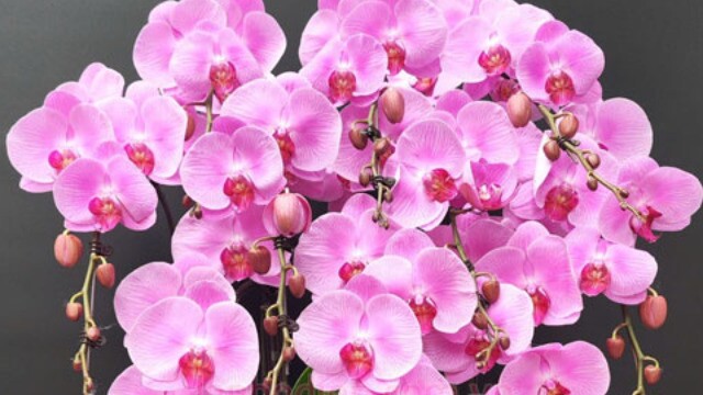 Lan Hạ
