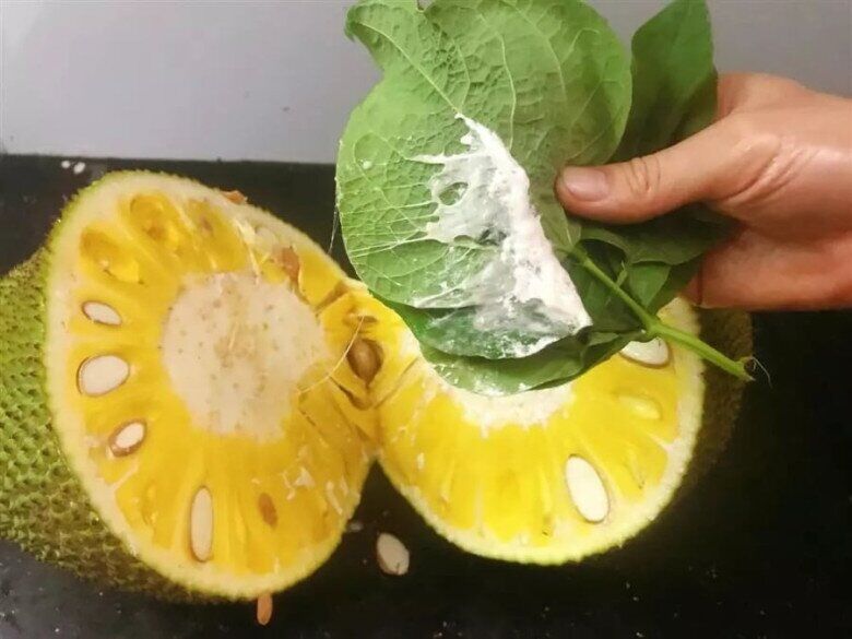 Bổ mít là bị dính nhựa vào tay, cứ dùng 5 thứ này chà nhẹ là nhựa bong hết sạch, tha hồ bổ nhiều lần - 2