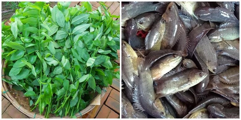 Cây này chỉ ăn lá, vitamin C gấp rất nhiều lần rau thường, nấu canh hay luộc đều ngon, được ưa chuộng vào mùa hè - 2