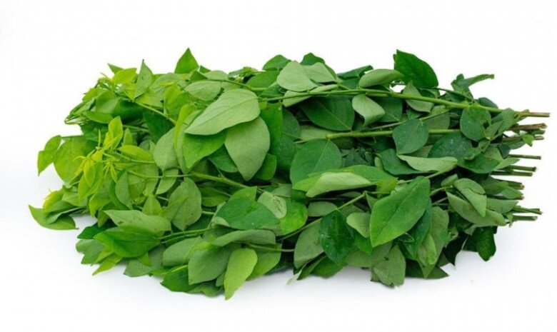 Cây này chỉ ăn lá, vitamin C gấp rất nhiều lần rau thường, nấu canh hay luộc đều ngon, được ưa chuộng vào mùa hè - 1
