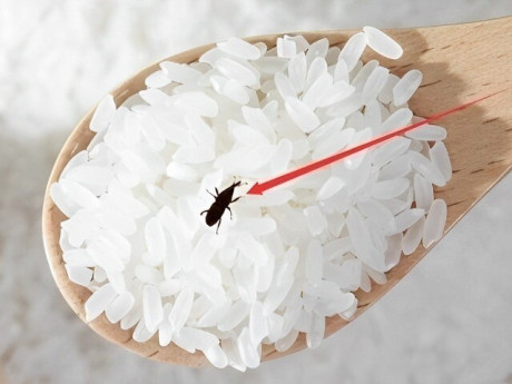 Gạo mua về chẳng may bị mọt, thử ngay 4 mẹo này, chỉ cần đặt một chút vào bao gạo, sâu bọ chạy sạch không còn con nào