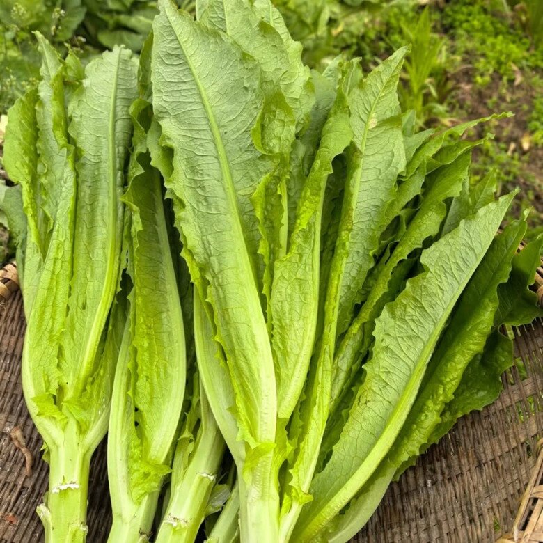 Loại rau ít người chưa biết ăn nhưng vừa ngon lại bổ, nhiều nơi bán 35.000 đồng/kg, đem xào thịt bò vừa giòn lại ngọt rất đã miệng - 1