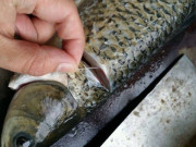 Bếp Eva - Cá rất tanh nhưng chỉ cần rút sợi dây này thì mùi tanh mất ngay lập tức, muốn kho hay rán, nấu canh đều rất thơm ngon