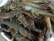 Bếp Eva - Bảo quản tôm đừng cho luôn vào tủ lạnh, thêm bước cách ly thứ này, tôm để cả năm vẫn tươi như mới mua