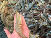Bếp Eva - Bảo quản tôm đừng cho luôn vào tủ lạnh, thêm bước nữa để tôm để lâu vẫn tươi ngon, không đen đầu hay khô bở