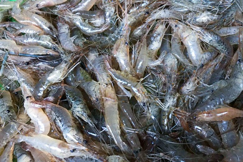 Rang tôm mà cho thứ này, tôm sẽ bị mềm, kém giòn nhiều người không biết bảo sao món ăn chẳng ngon - 1