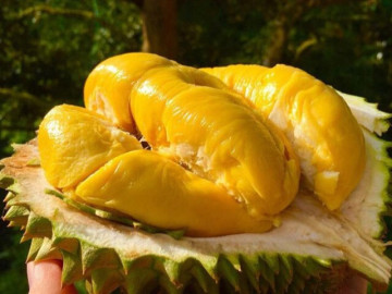 Mua sầu riêng, lấy quả có gai nhiều hay ít, người bán mách chiêu cực hay, 10 quả ngon như 10