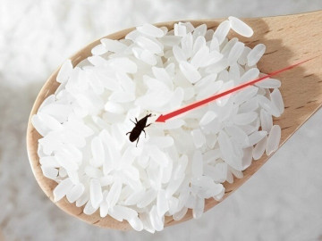 Gạo mua về chẳng may bị mọt, thử ngay 4 mẹo này, chỉ cần đặt một chút vào bao gạo, sâu bọ chạy sạch không còn con nào