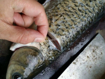 Bếp Eva - Cá rất tanh nhưng chỉ cần rút bỏ thứ này này thì mùi tanh giảm hẳn, nấu món gì cũng thơm nhức nhối