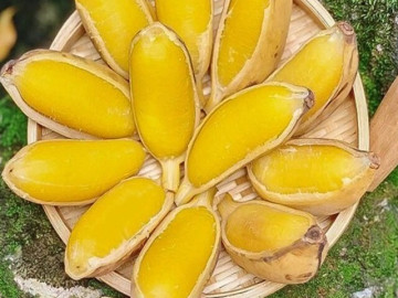 Luộc chuối sáp, người thêm đường, người cho muối, còn đây là cách làm chuối dẻo ngọt ngon