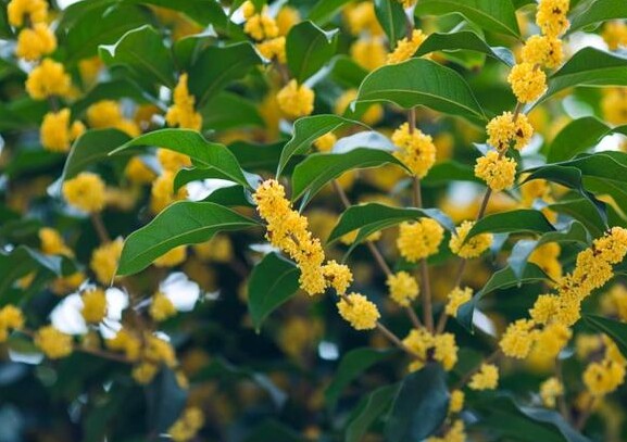 Người phụ nữ làm được “3 không” này chứng tỏ rất bản lĩnh, thực sự lợi hại - 3