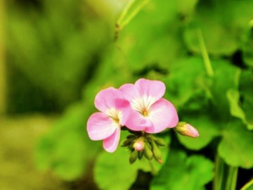 Phụ nữ khôn ngoan biết 3 điều giúp họ tự mang lại vận khí tốt cho bản thân