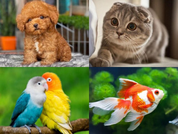 Eva tám - Trắc nghiệm tâm lý: Nếu được nuôi thú cưng, bạn sẽ chọn loài nào?