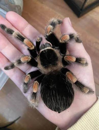 Nhện cảnh Tarantulas là loài thú cưng đặc biệt