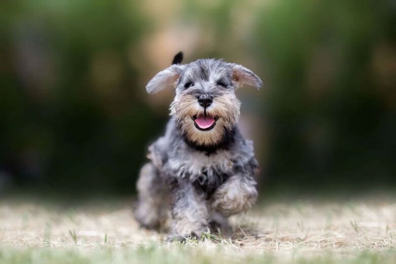 Giống chó Miniature Schnauzer có ngoại hình dễ thương