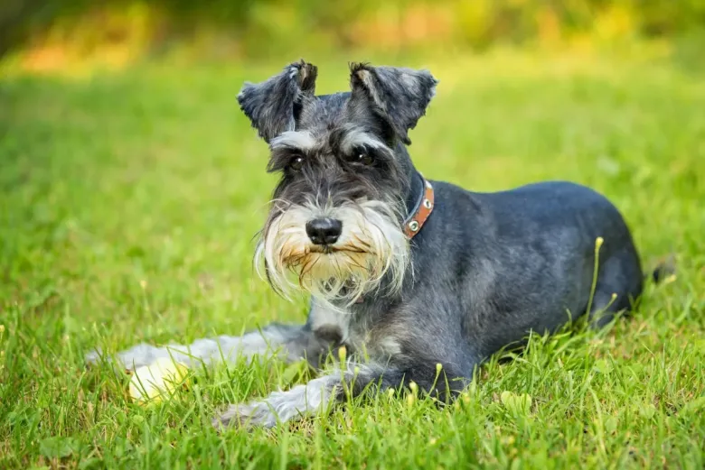 Chó Schnauzer được nhiều người chọn làm thú cưng