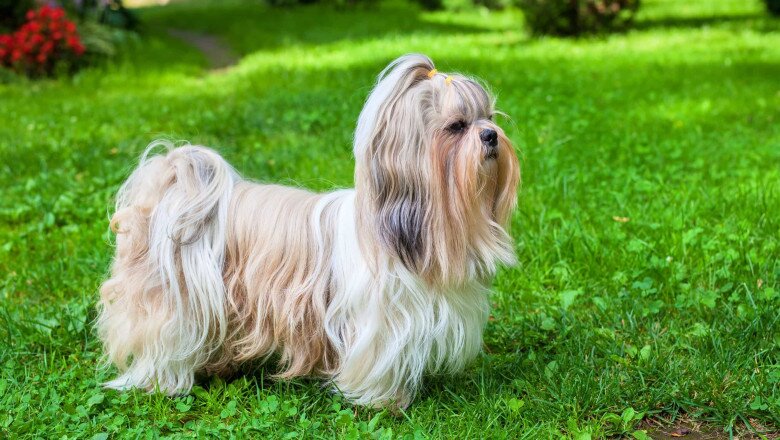 Chó Shih Tzu có bộ lông tuyệt đẹp