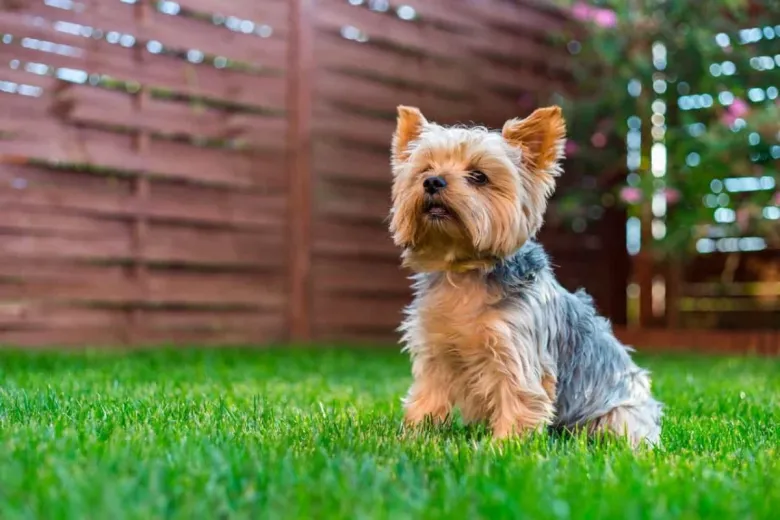 Chó Yorkshire Terrier là em thú cưng dễ thương