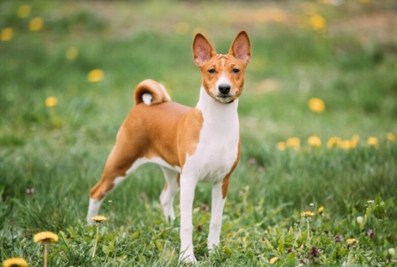 Chó Basenji sạch sẽ và yên tĩnh