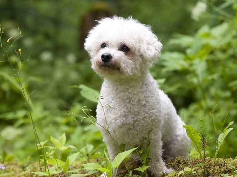 Chó Bichon Frise thích hợp với trẻ nhỏ