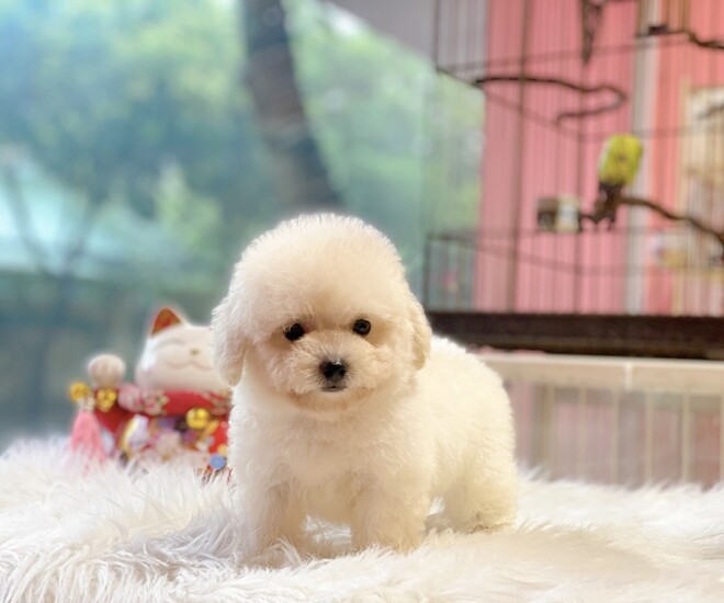 Chó Poodle là thú cưng được nhiều người yêu thích 